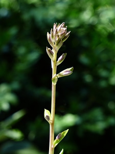 Schattenpflanze hosta undulata hosta undulata albomarginata photo
