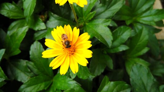 Bee yellow