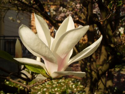 Magnolia flower flowering