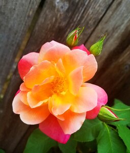Colorful rose floral