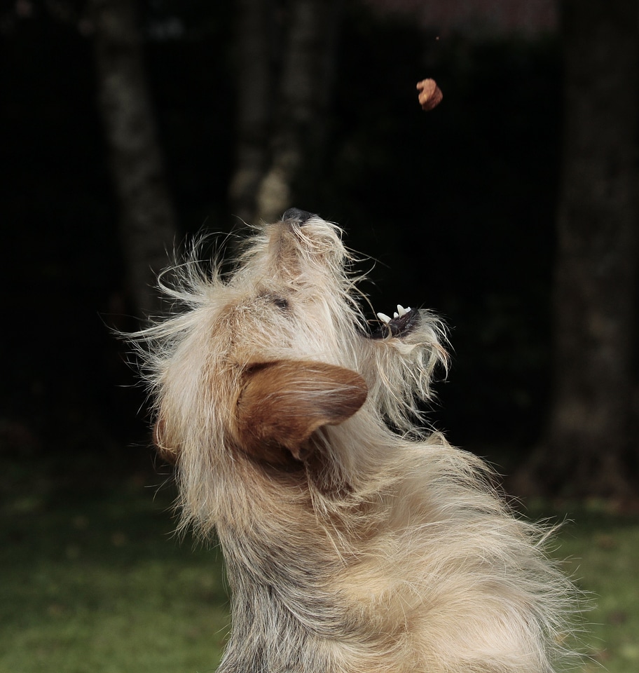 Pet fur wuschelig