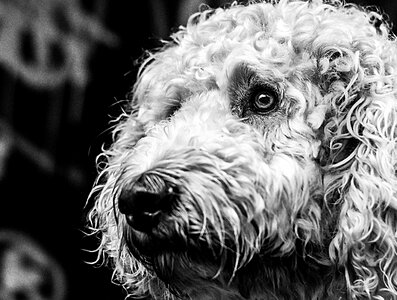 Black and white hybrid animal portrait