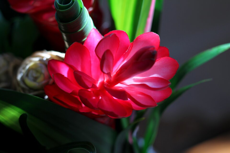 Luminous red flower tropical flower