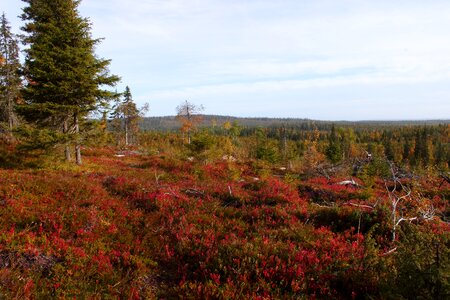 Forest finland nature