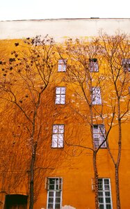 Wall wood autumn