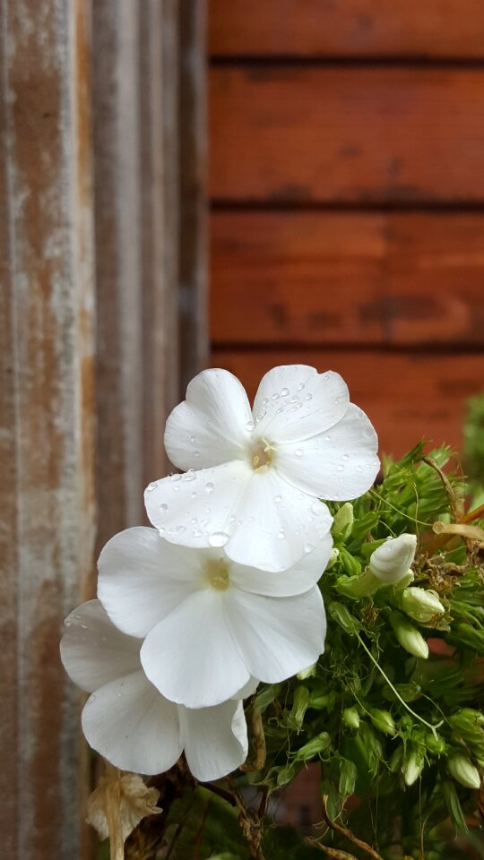 Bloom flowers petals
