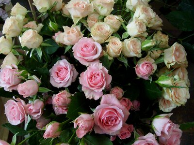 Composition plants flowers