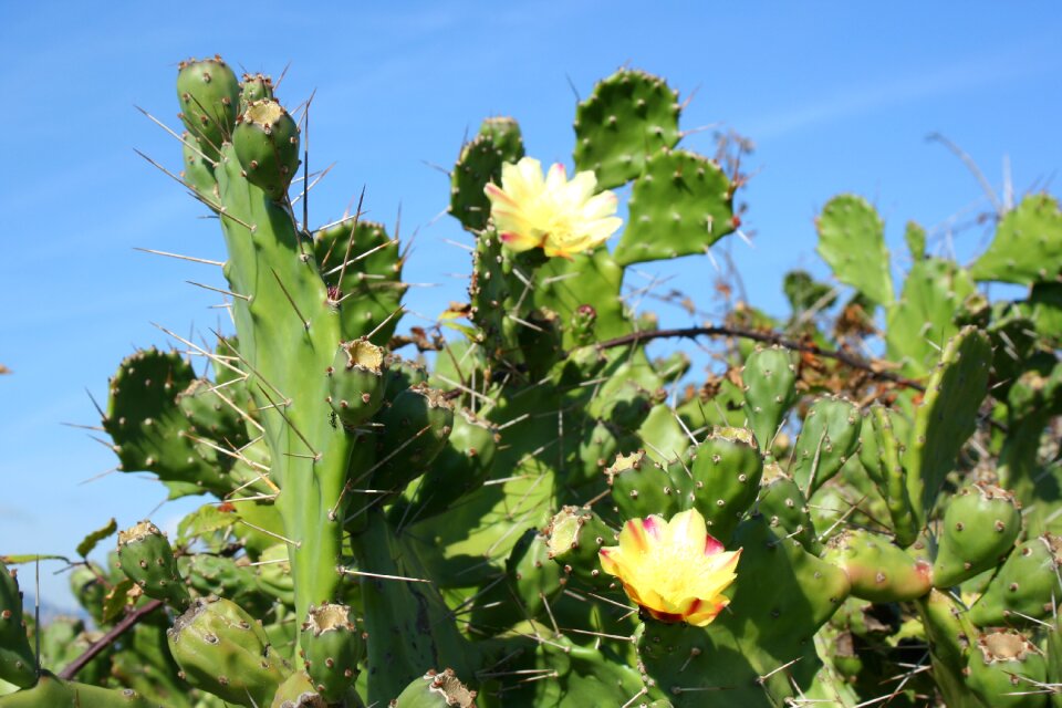 Corsican flower wild