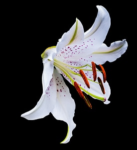 Flower white purple dots