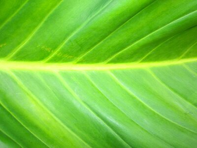 Spring bark spectacular
