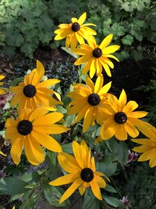 Plant wildflowers