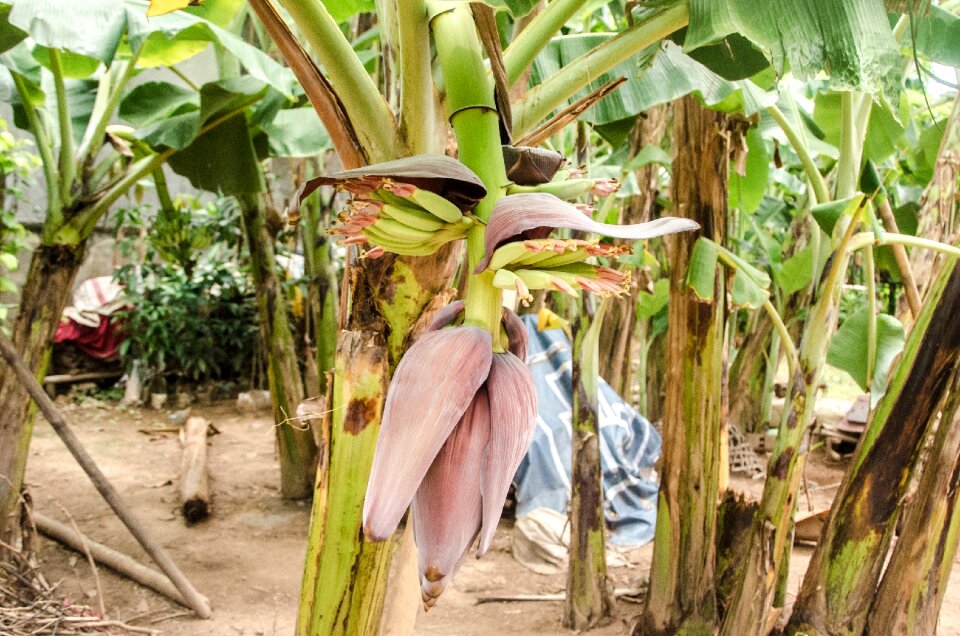 Fruit nature banana tree
