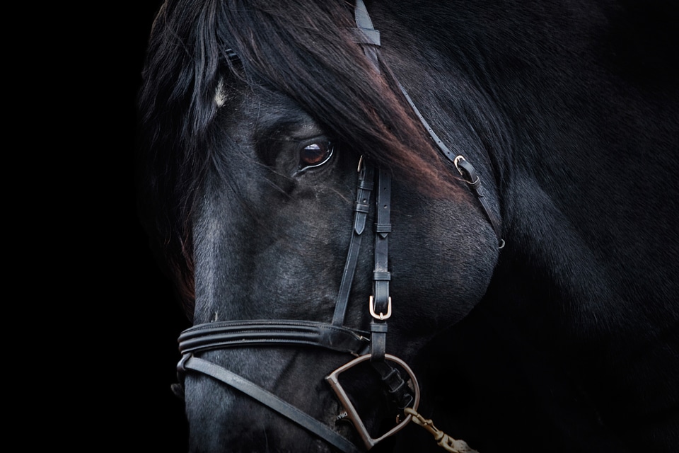 Equine animal nature