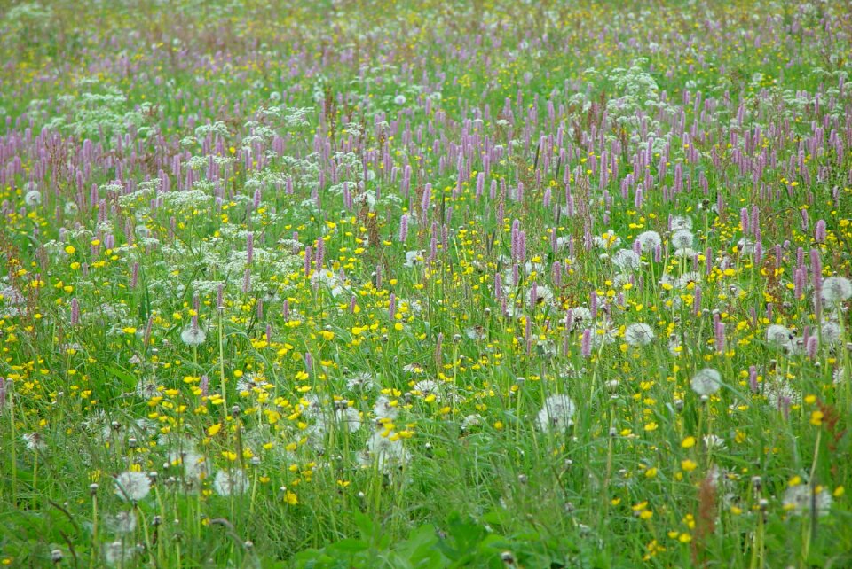 Grass plant nature