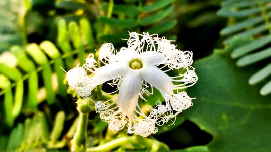 Curly flower plant green