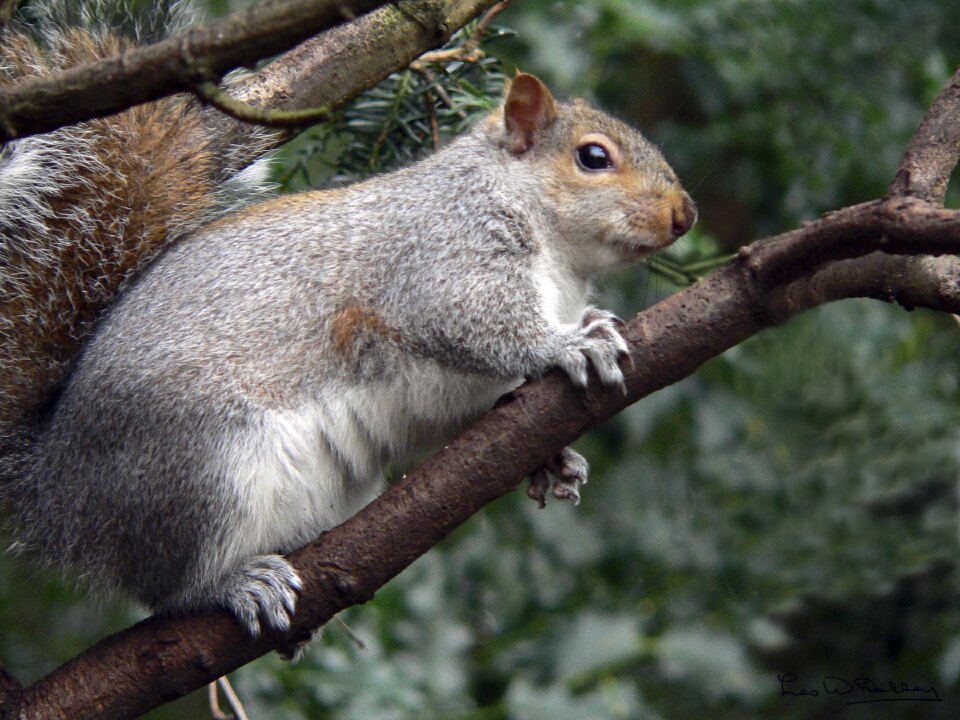 Nature animal fauna