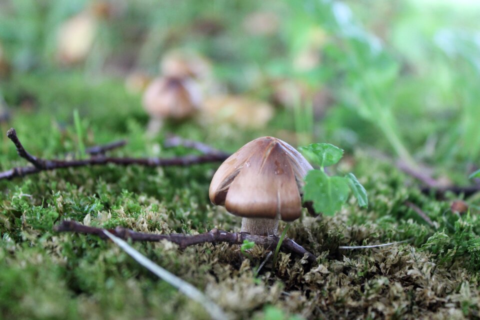 Natural plant