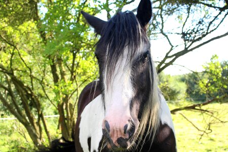Horse tinker pinto photo