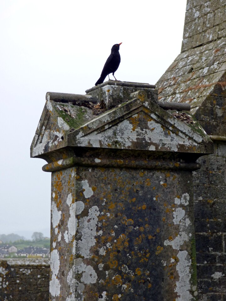 Crow bird