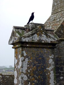 Crow bird photo