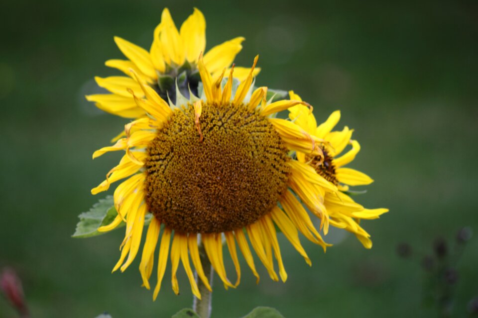 Bloom nature yellow flower