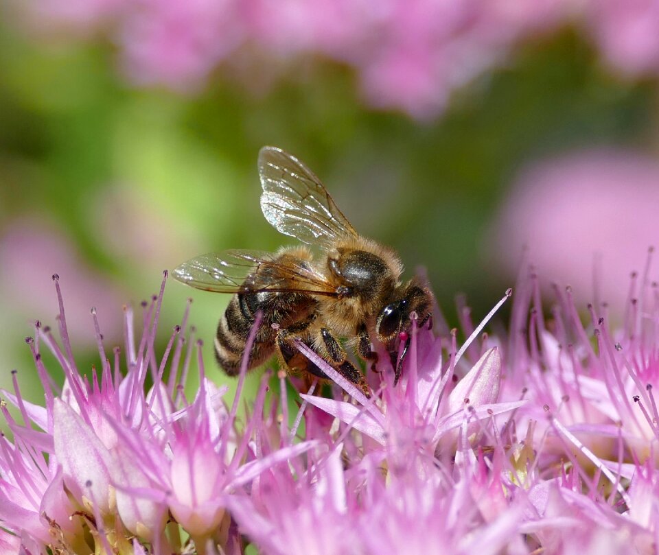 Insect apis mellifica honey bee