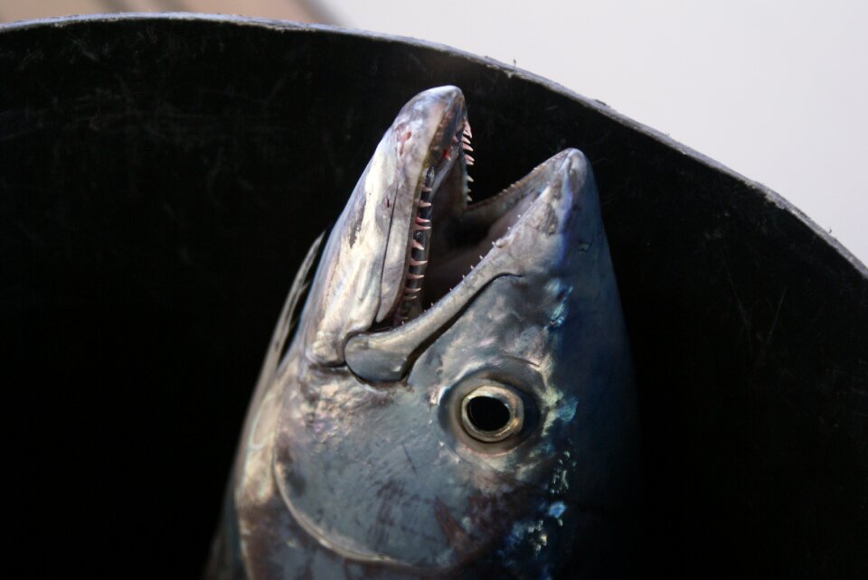 Greece fish fishing