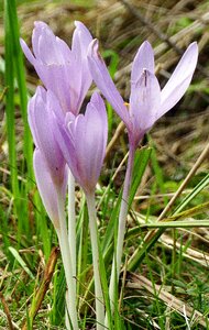 Autumn timeless colchicum autumnale plant