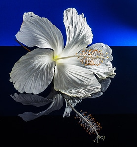 Flower white marshmallow