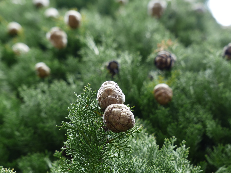 Cypress under glass cupressaceae mediterranean cypress