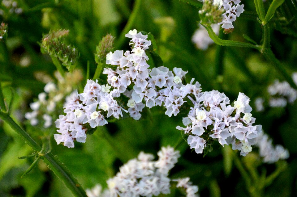 Summer flowers closeup