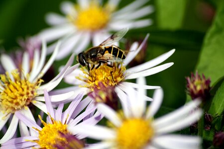 Hamburgensien close up insect photo