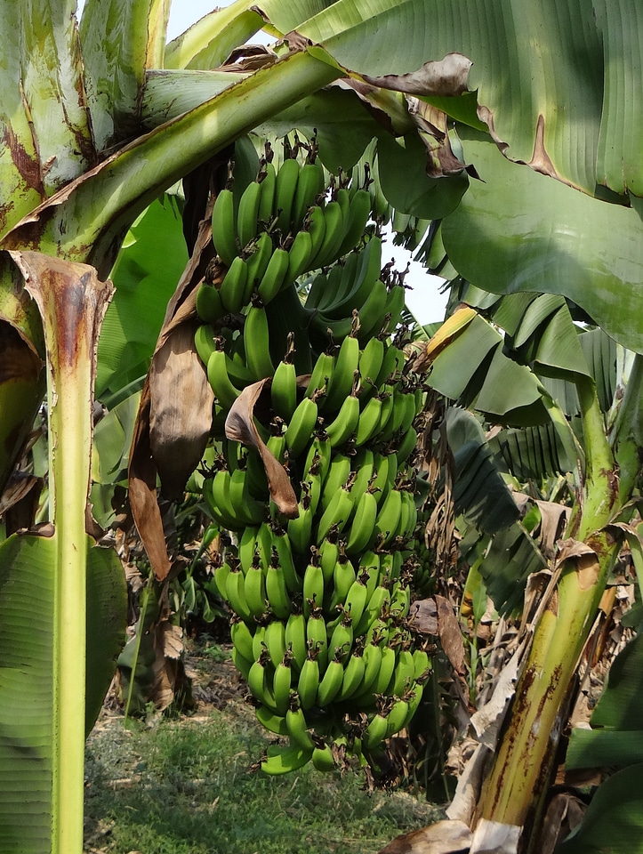 Fruit green plantation