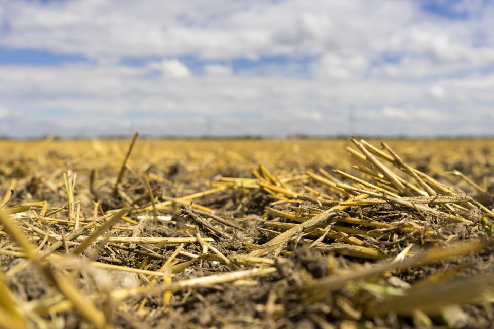 Cereals oedland dry