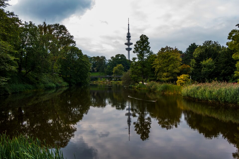 Tree pond nature