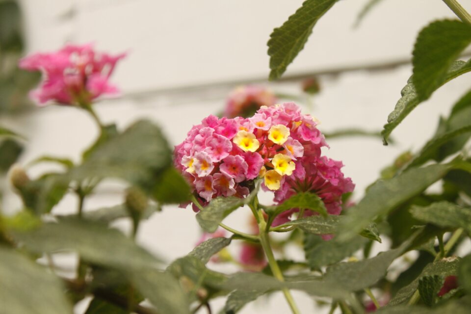 Pink flower lantana nature