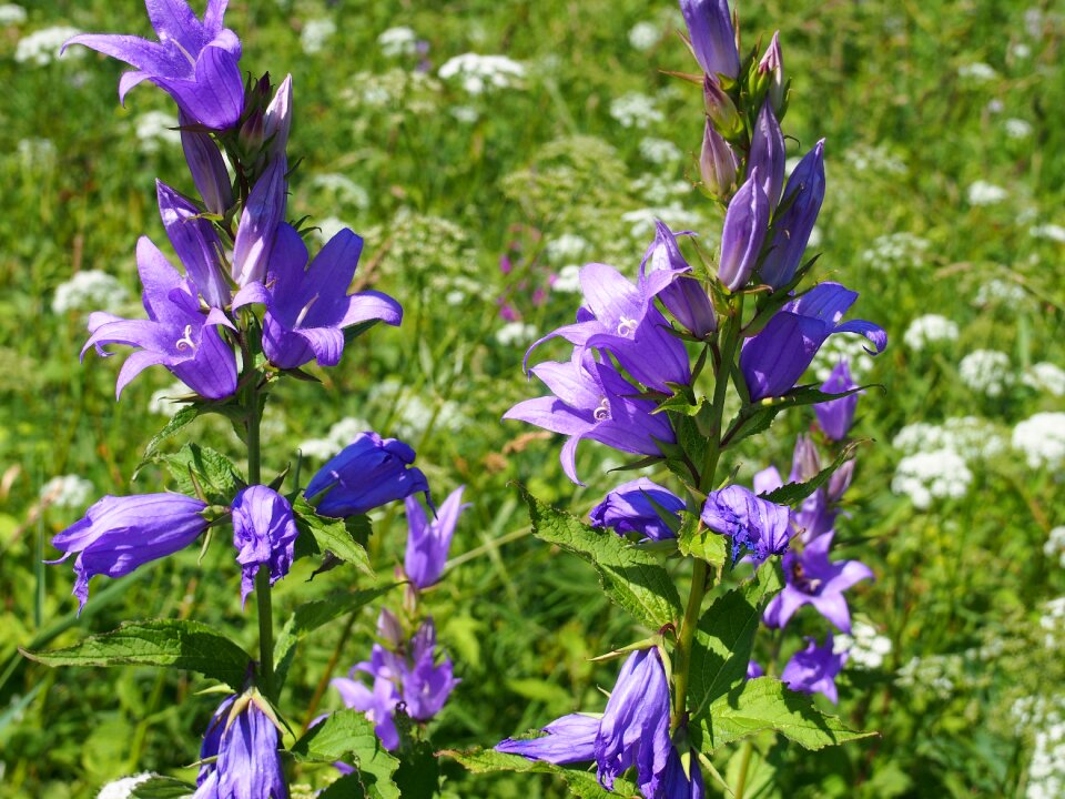 Meadow flowering bells