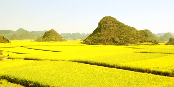 Canola flower sea flower luoping