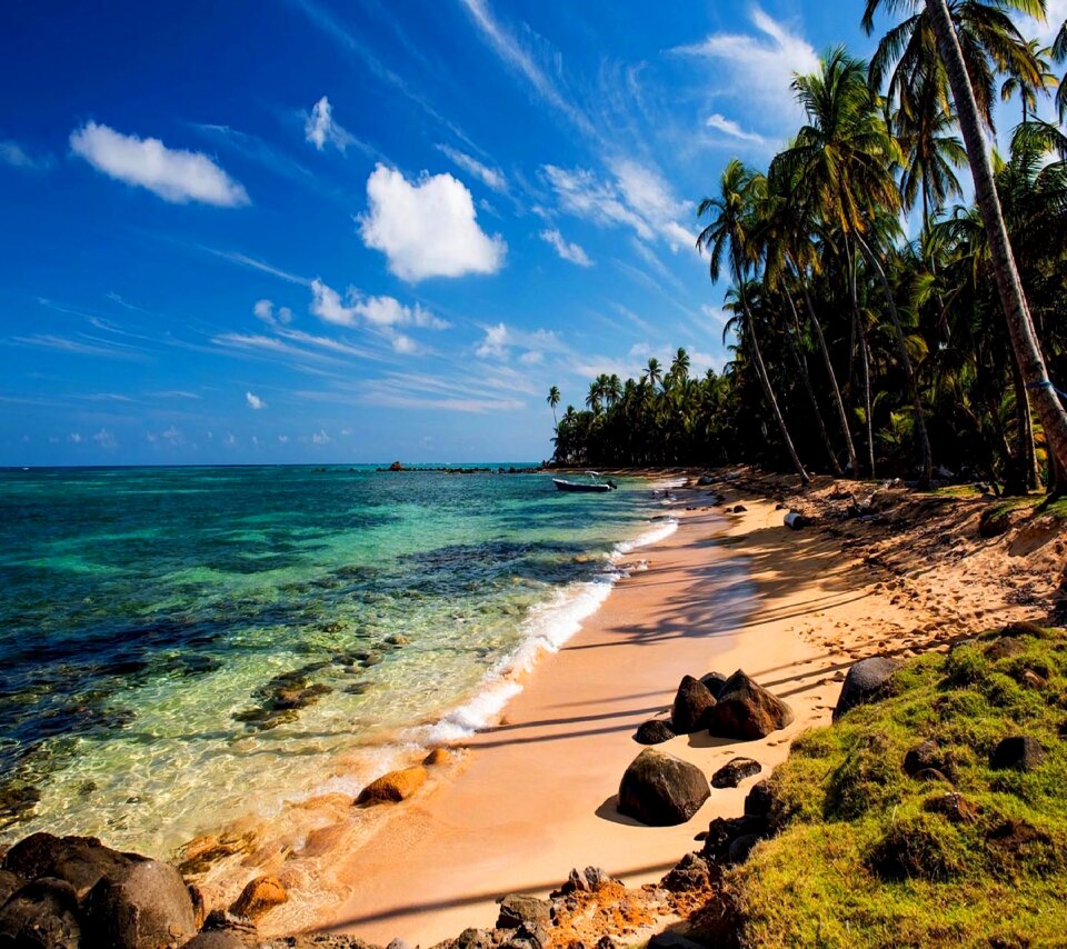Tropics palms shore