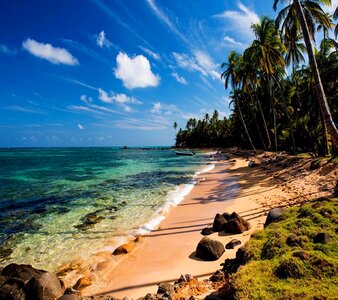 Tropics palms shore