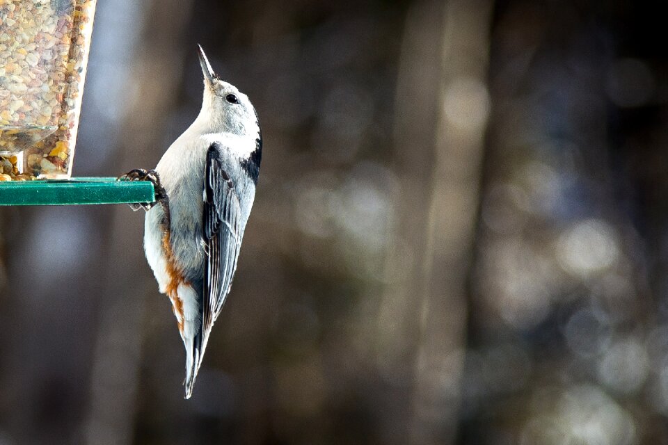 Manger nuthatch white-breasted québec
