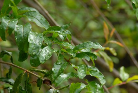 Rain drops wet