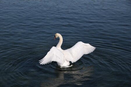Swans nature majestic