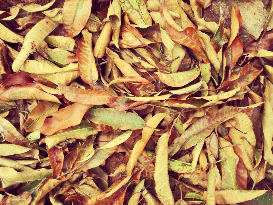 Autumn fall seasons