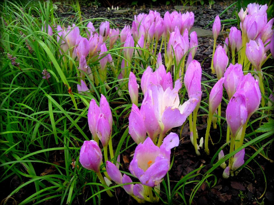 Bloom greens flowers
