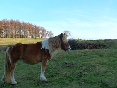 Animals landscape four legged photo