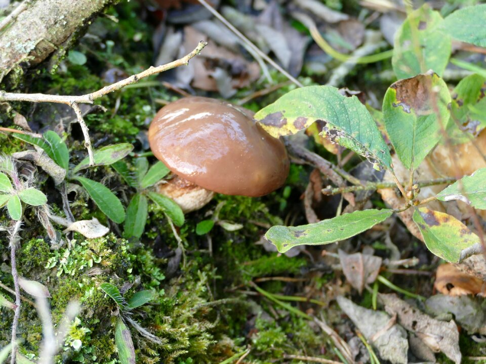 Autumn forest moist
