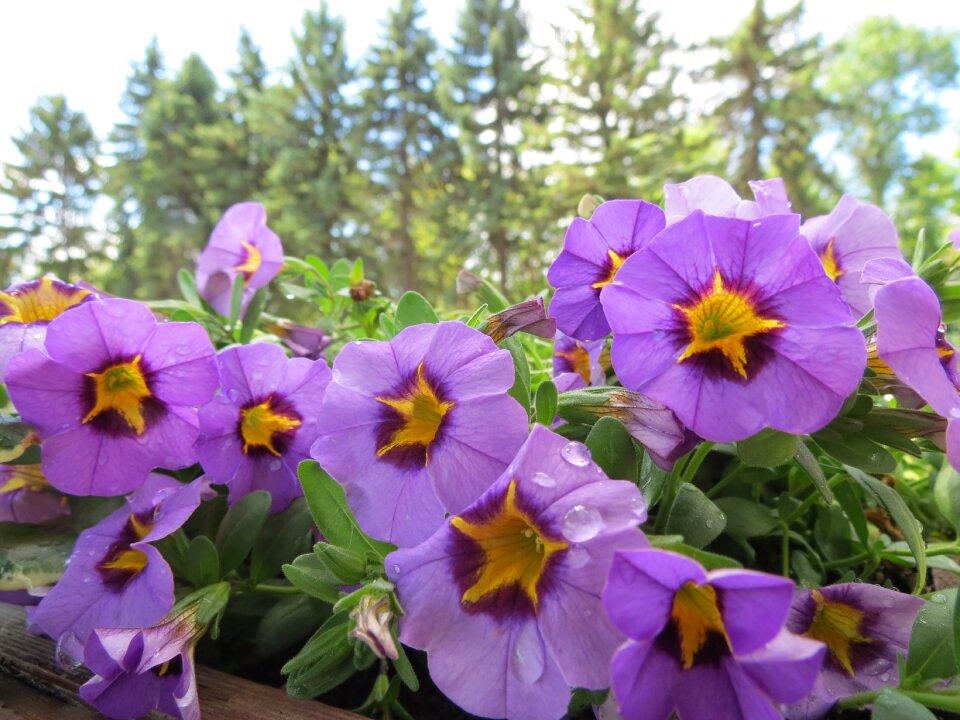 Macro flowers summer