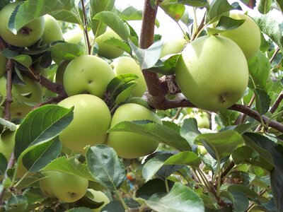 Green apple apples fruit