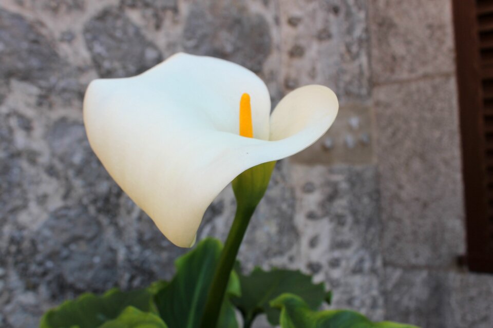 Flower cala white